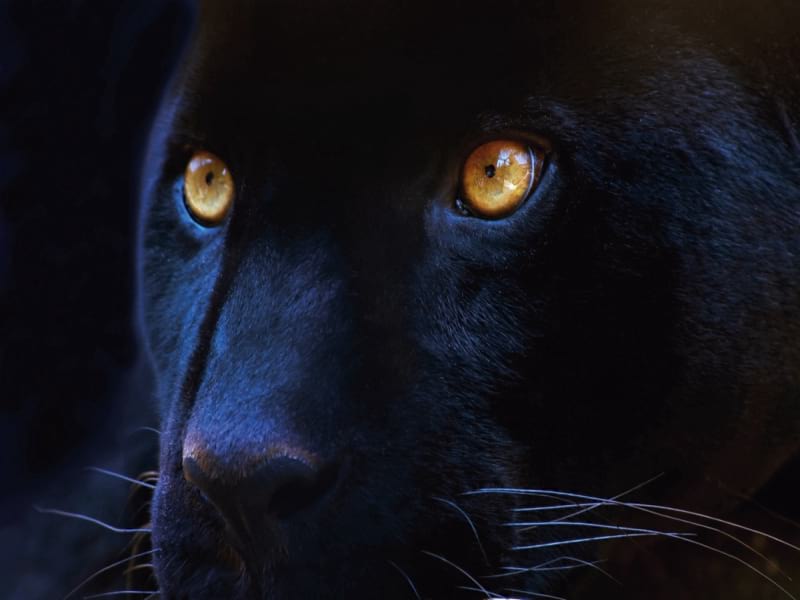 Fototapeta Panther-Look