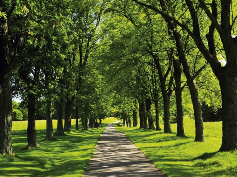 Fototapeta Parkgasse
