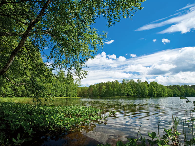 Fototapeta See im Wald
