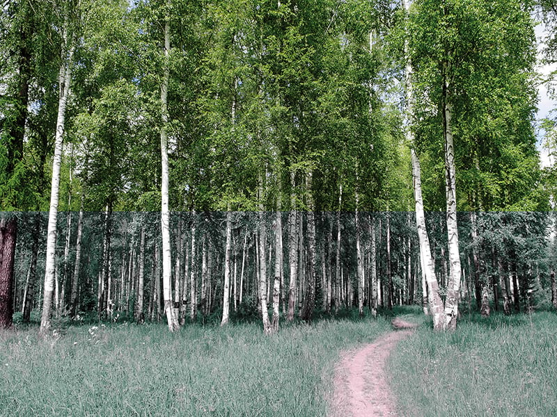Fototapeta Birkenhain