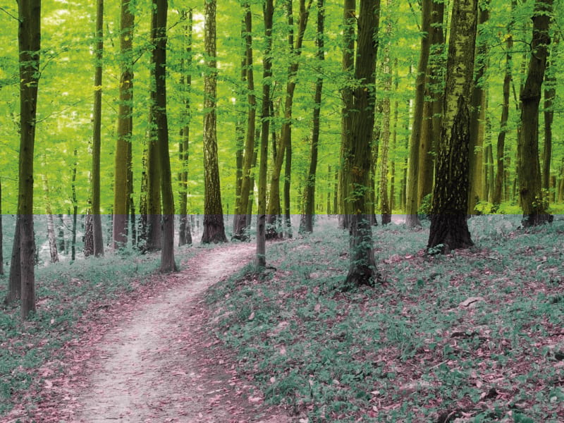Fototapeta Schmaler Waldweg