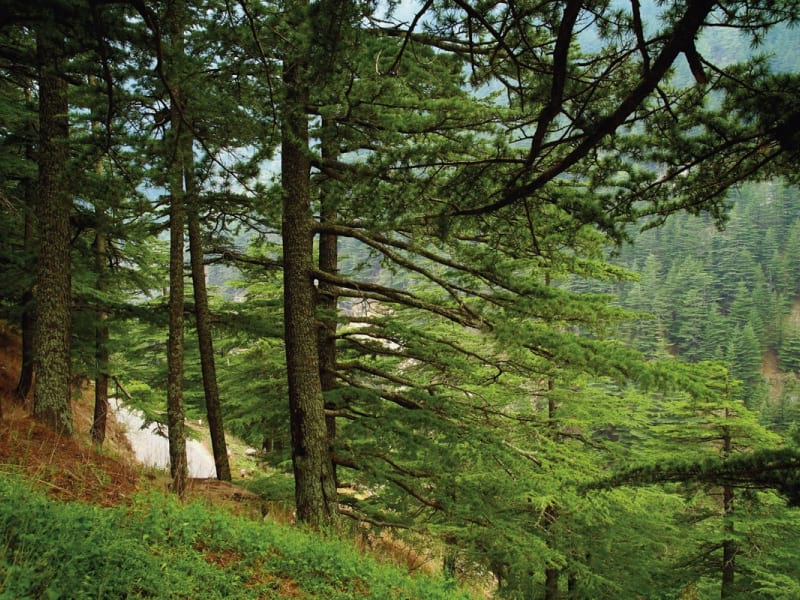 Fototapeta Wald auf den Hügeln