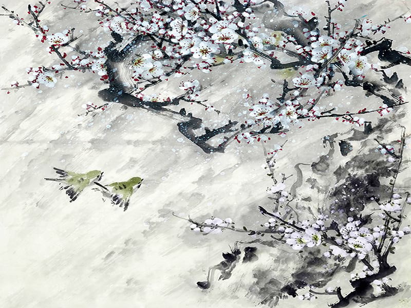 Fototapeta Weiße Sakura
