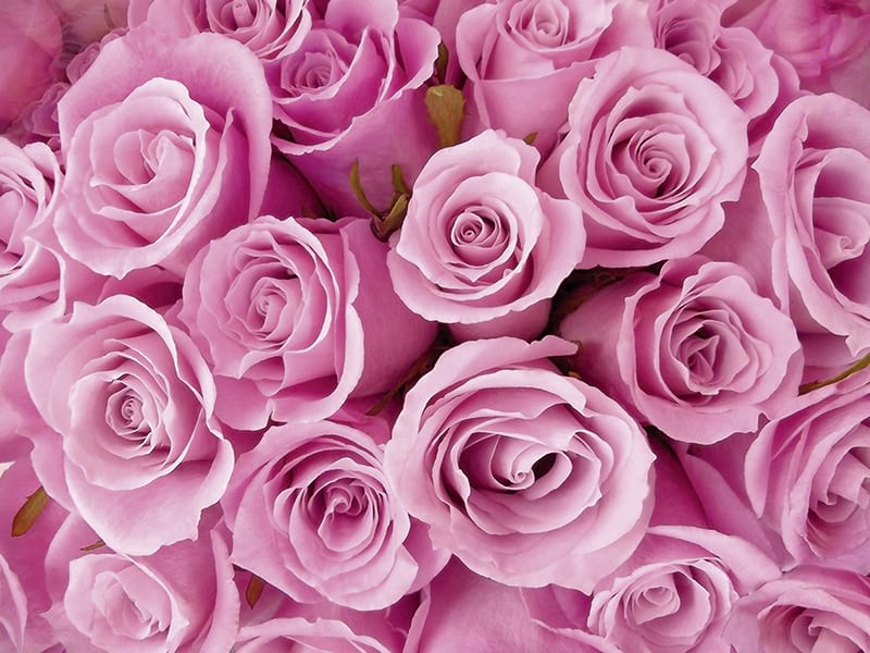 Fototapeta Strauß rosa Rosen