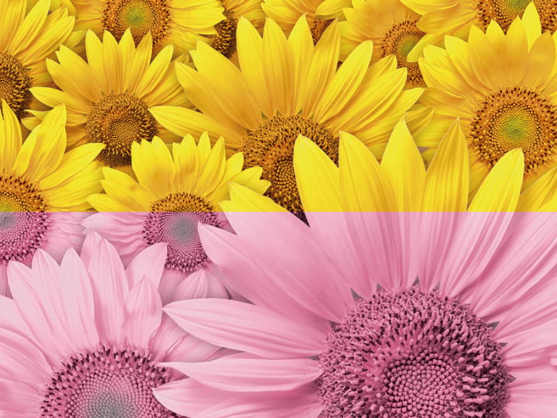 Fototapeta Sonnenblumen