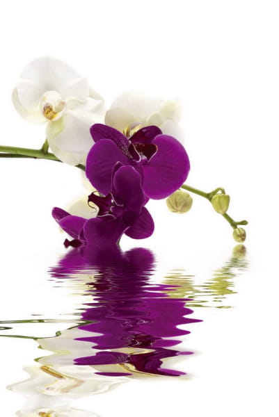 Fototapeta Wundervolle Orchideen im Wasser