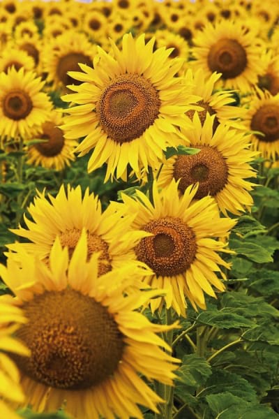 Fototapeta Gelbe Sonnenblumen