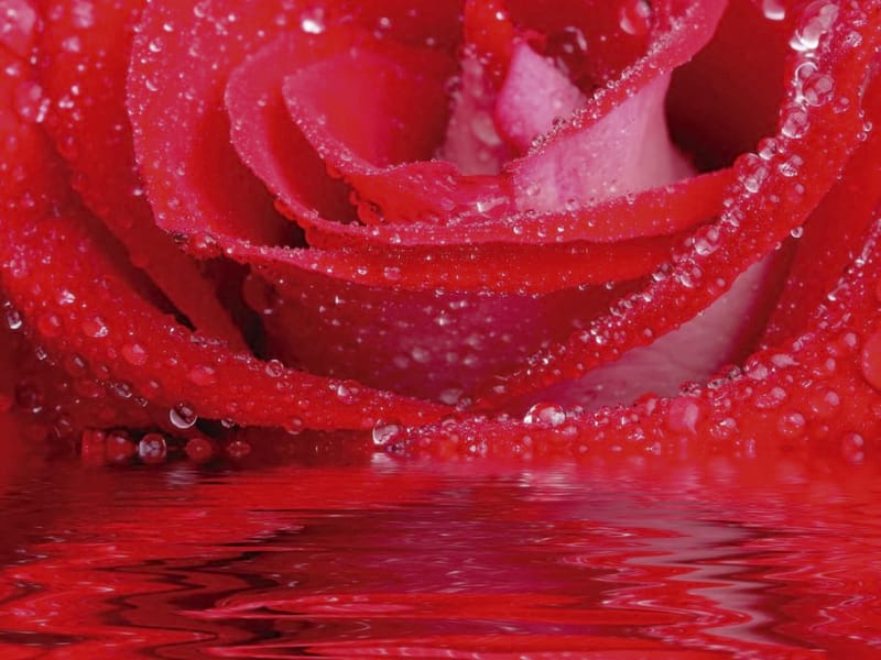 Fototapeta Rote Rose im Wasser