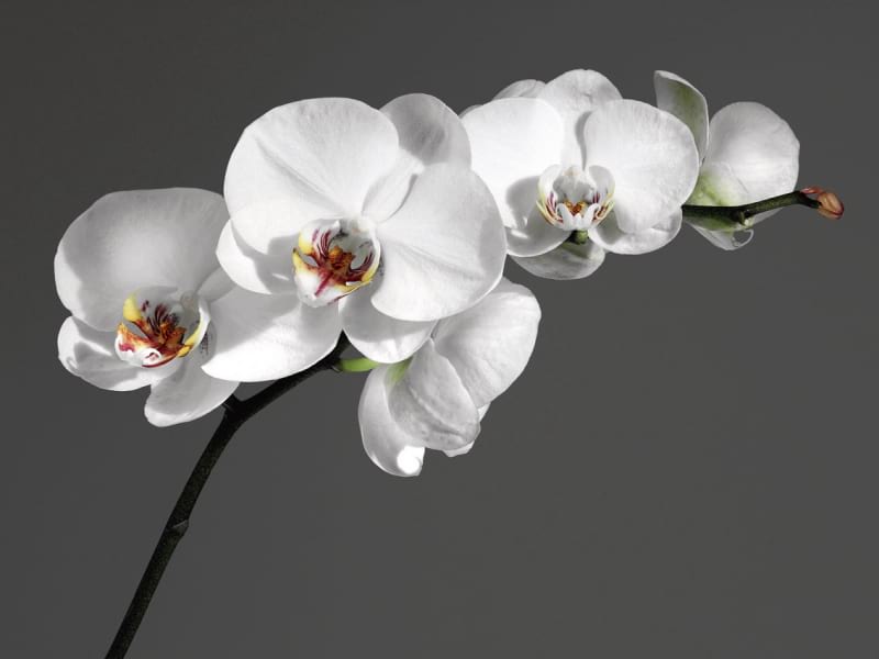 Fototapeta Zarte Orchideen