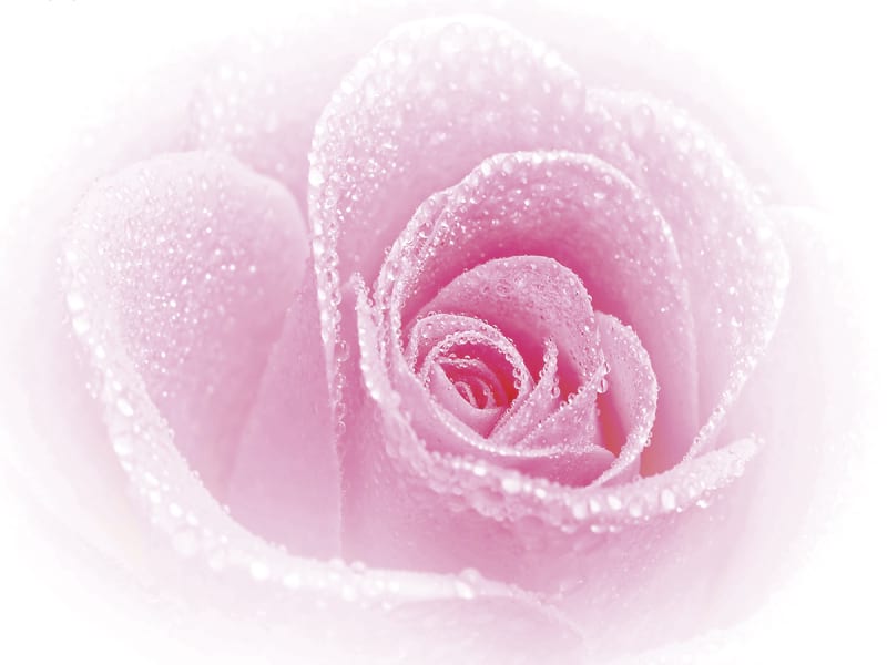 Fototapeta Glamouröse Rose