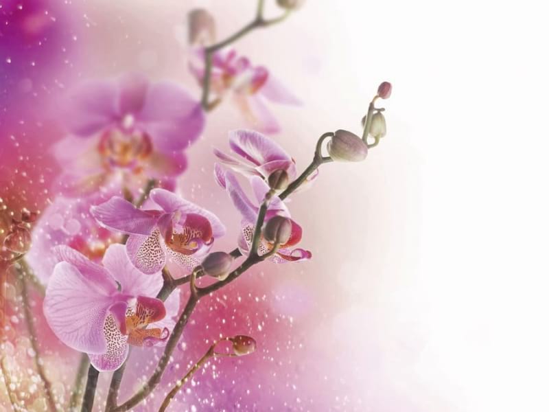 Fototapeta Brillante Orchidee