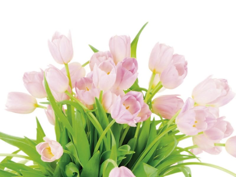Fototapeta Tulpen auf weißem Hintergrund