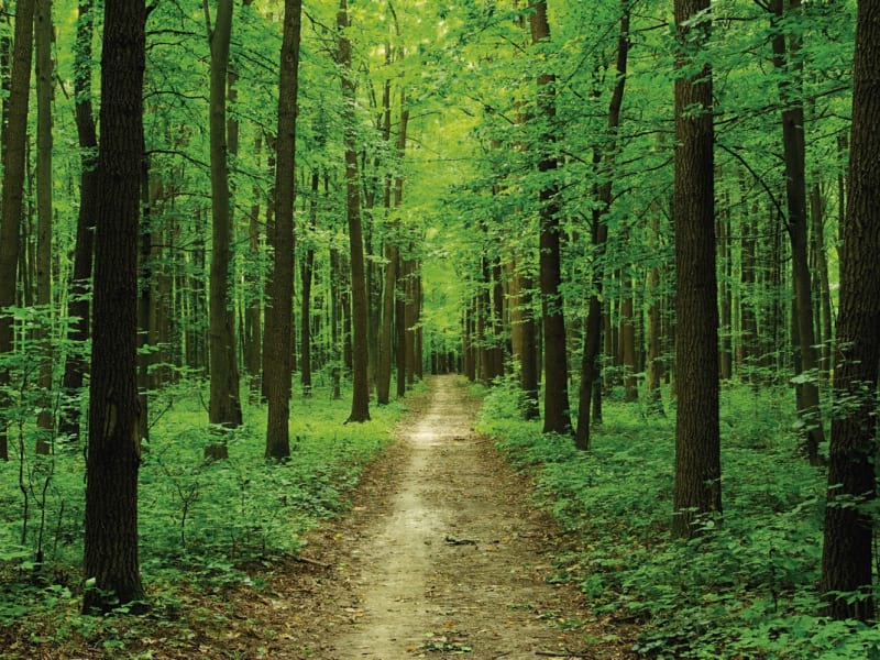 Fototapeta Waldweg