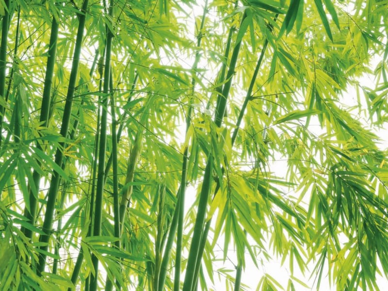 Fototapeta Grüne Bambusblätter
