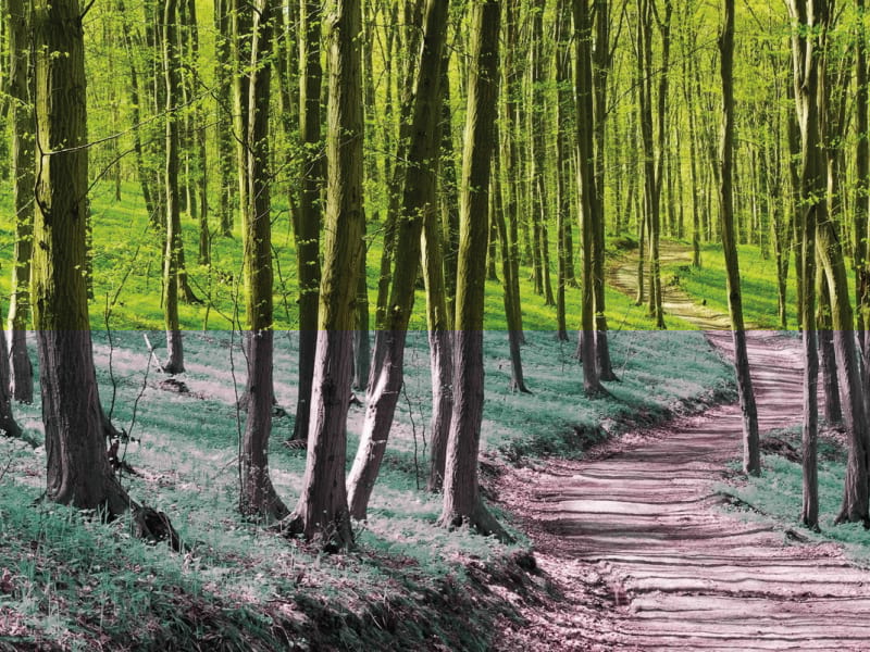 Fototapeta Weg im grünen Wald