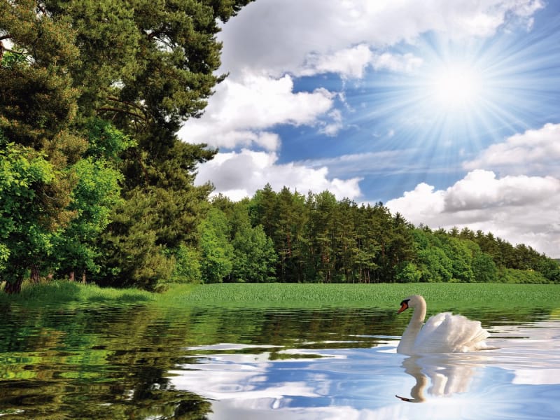 Fototapeta Weisser Schwan