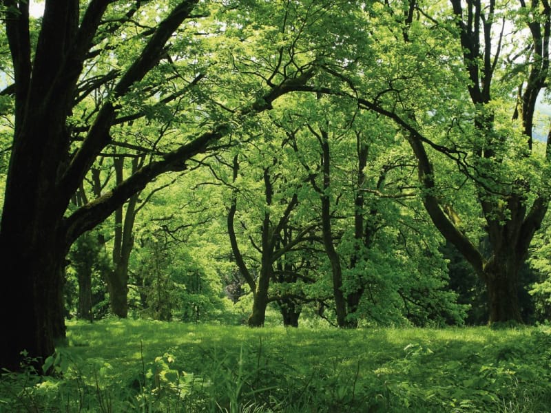 Fototapeta Sonniger grüner Wald