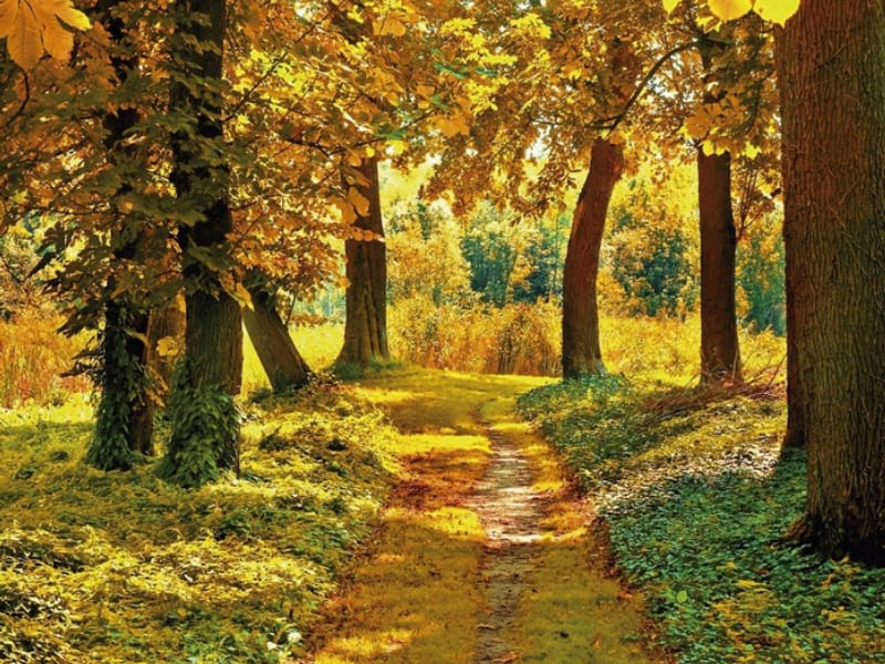 Fototapeta Weg im Herbstwald