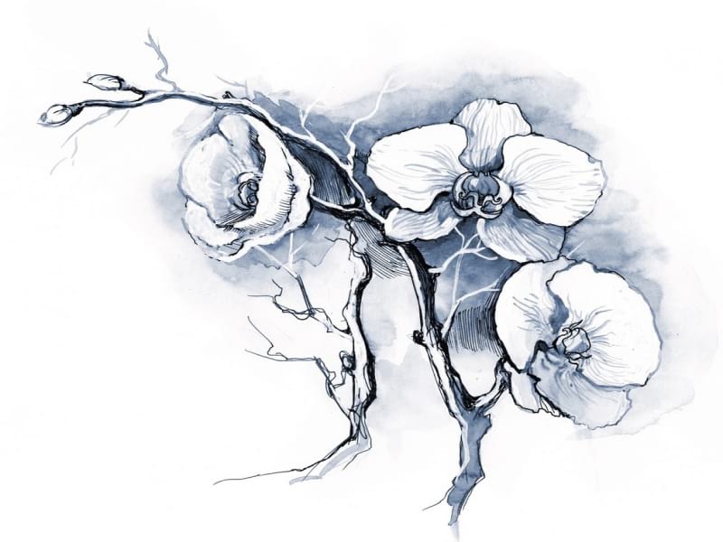 Fototapeta Orchideenzeichnung
