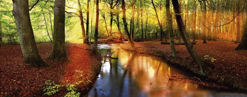 Fototapeta Bach im Herbstwald