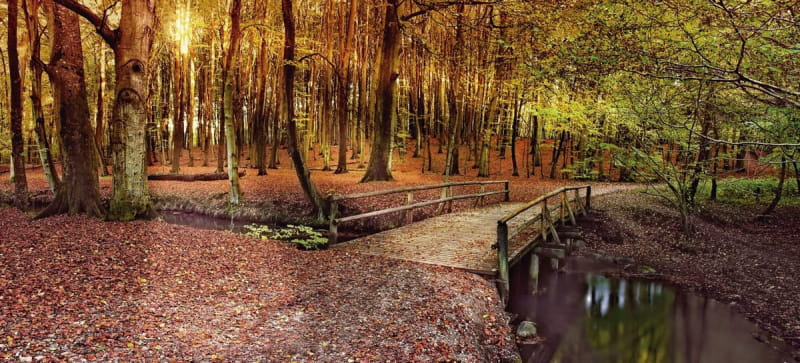 Fototapeta Morgendämmerung im Herbstwald