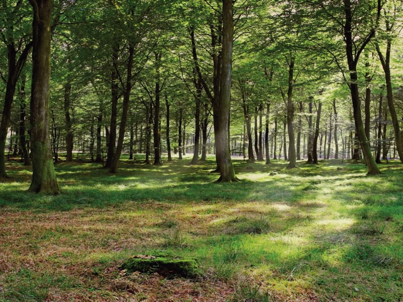 Fototapeta Sommerwald