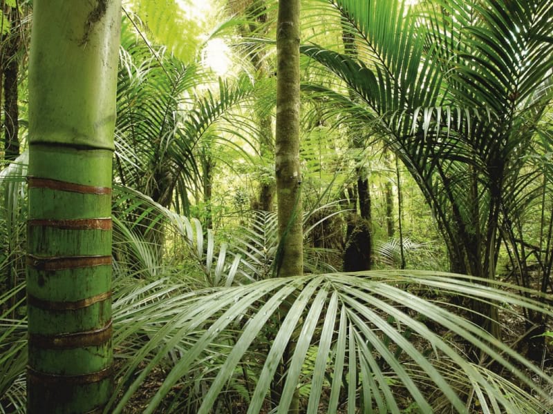 Fototapeta Undurchdringlicher Regenwald