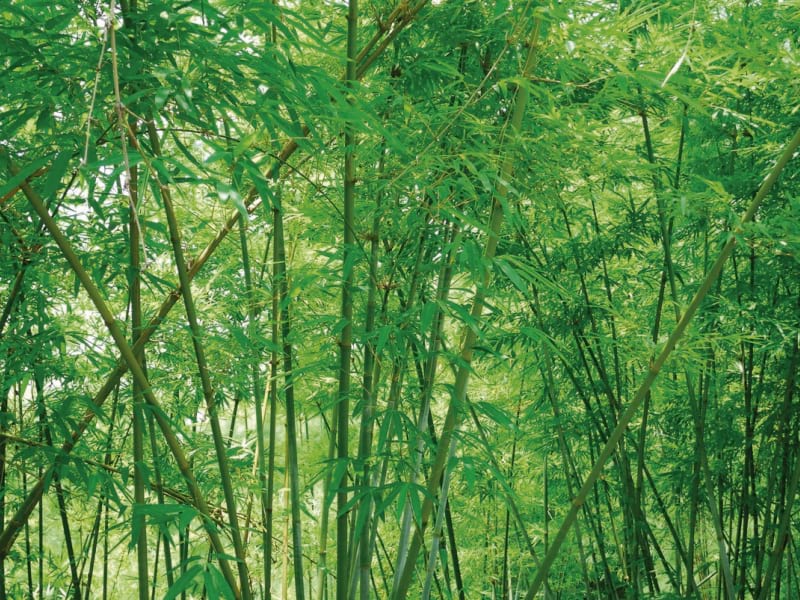Fototapeta Dichter Bambushain