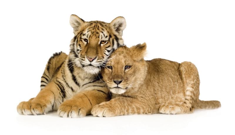 Fototapeta Tigerjunges und Löwenjunges