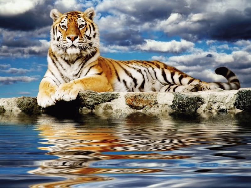 Fototapeta Tiger in der Nähe von Wasser
