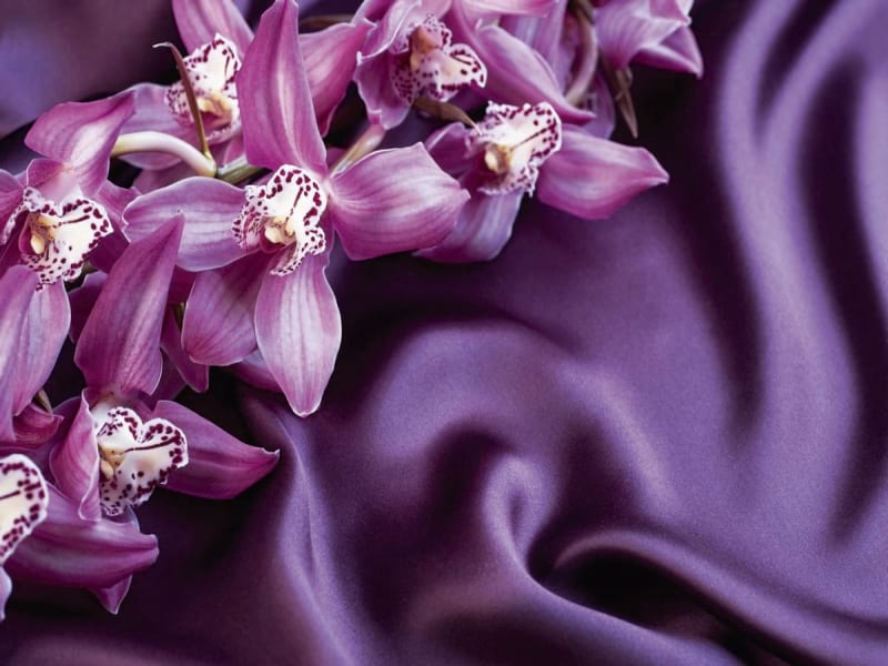Fototapeta Lila Orchideen