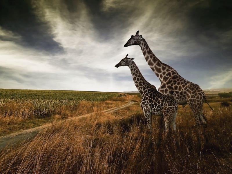 Fototapeta Giraffen auf dem Feld