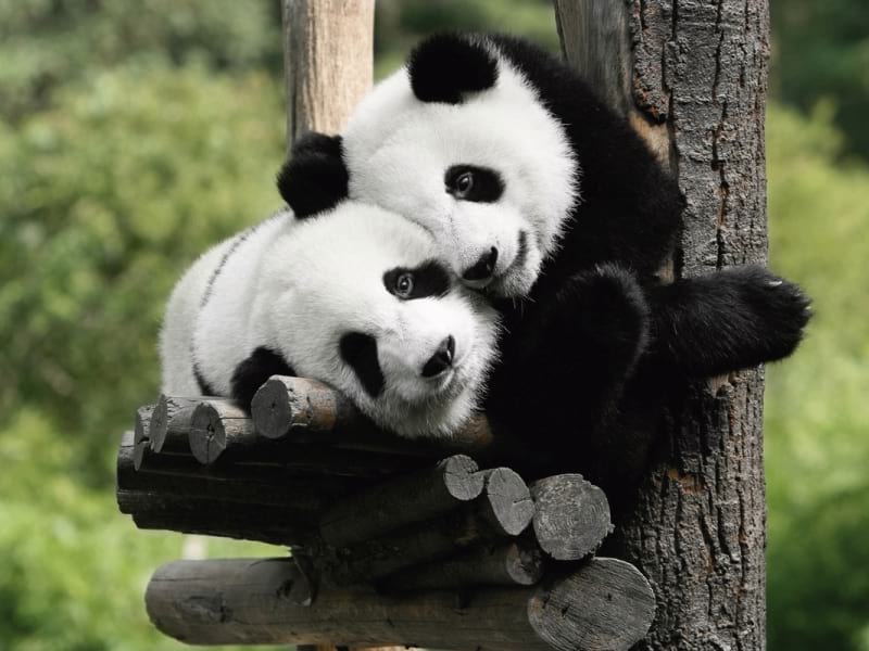 Fototapeta Pandas auf dem Baum