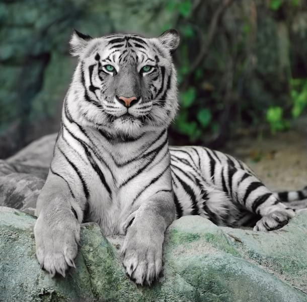 Fototapeta Das Aussehen des weißen Tigers