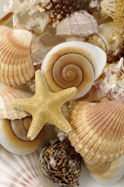 Fototapeta Seesterne und Muscheln