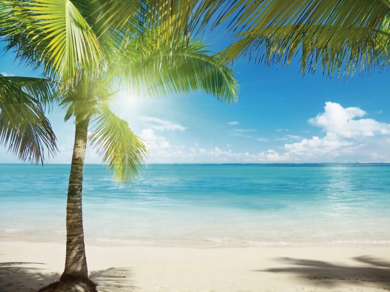 Fototapeta Strand und Palme
