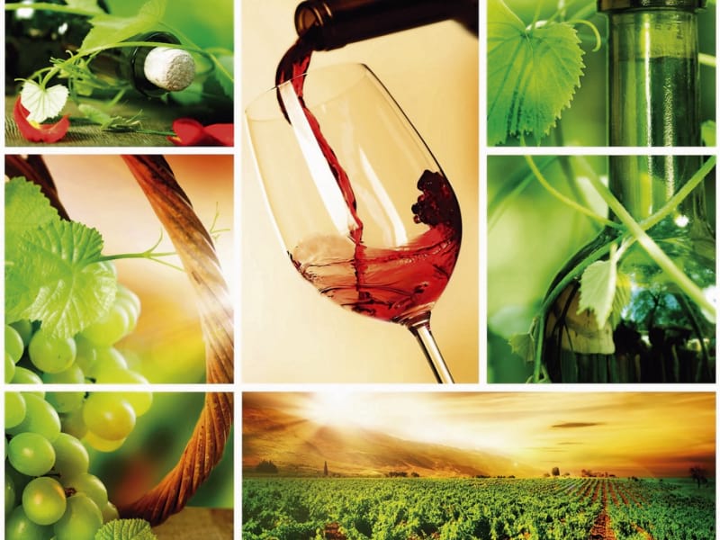 Fototapeta Wein und Weinberge