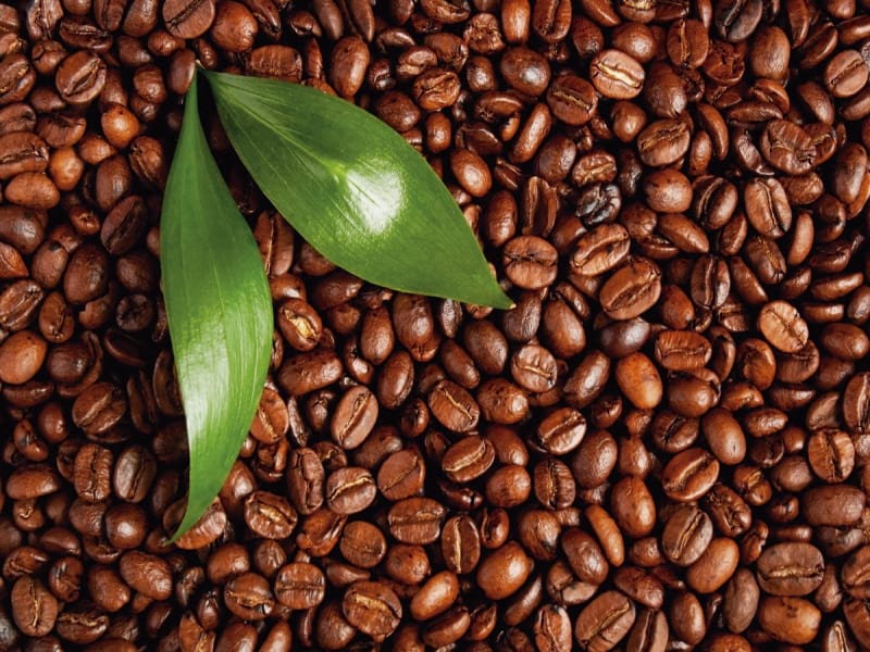 Fototapeta Blätter und Kaffeebohnen