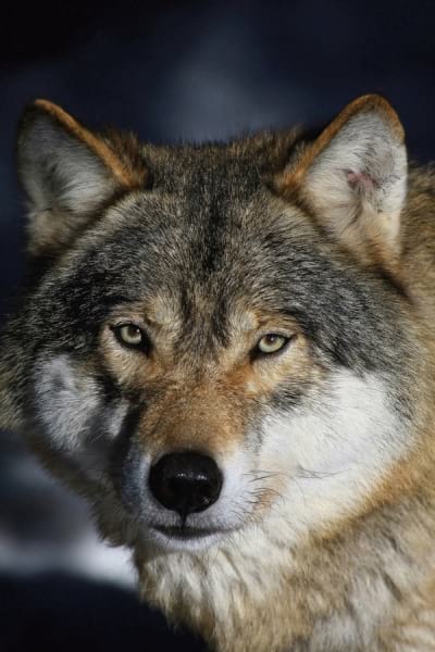 Fototapeta Wolf