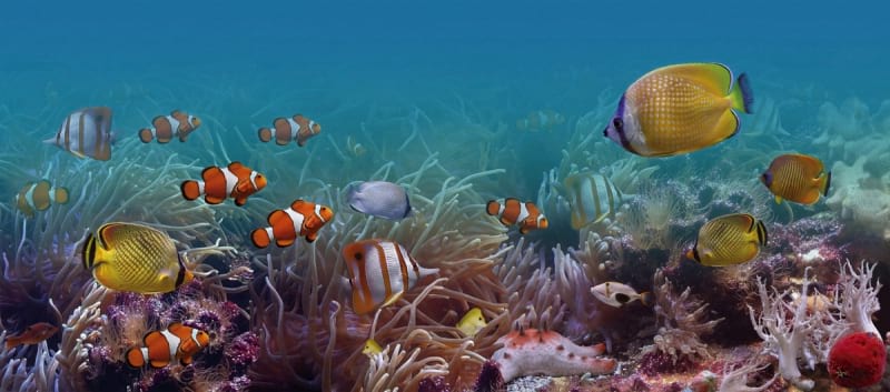 Fototapeta Exotischer Fisch