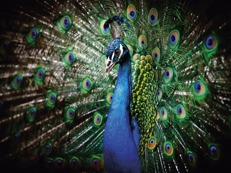 Fototapeta Pfau