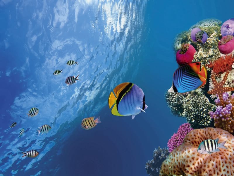 Fototapeta Korallen und Fische