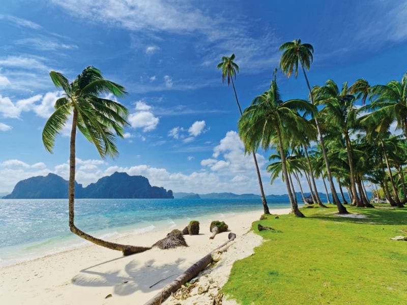 Fototapeta Palmen an einem einsamen Strand