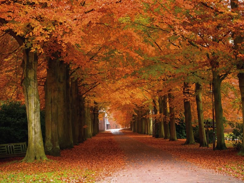 Fototapeta Herbstbäume