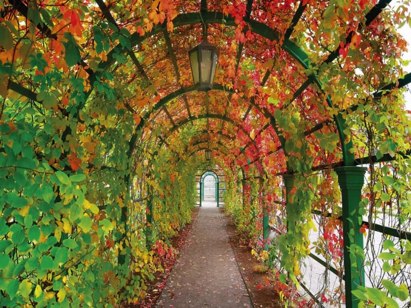 Fototapeta Herbsttunnel