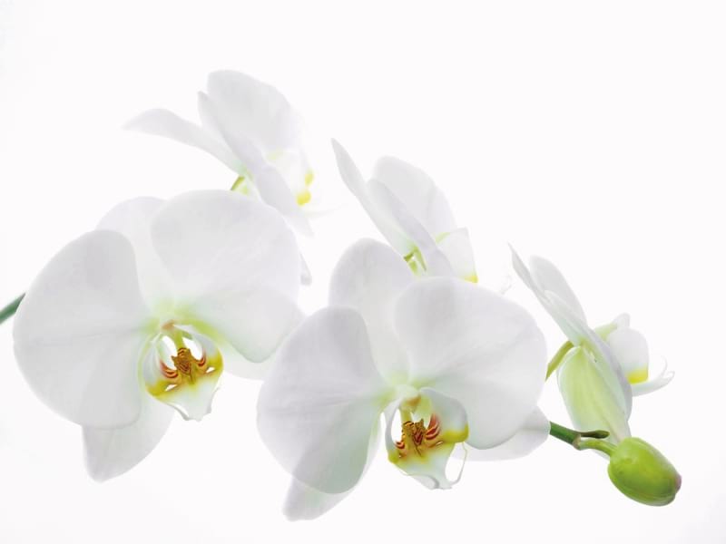Fototapeta Schneeweiße Orchidee