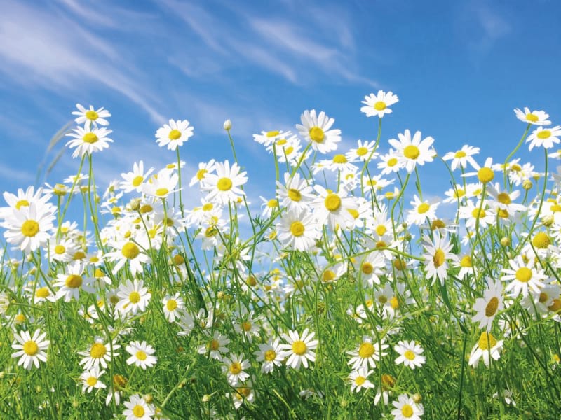 Fototapeta Gänseblümchen im Sommer