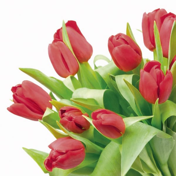 Fototapeta Strauß Tulpen