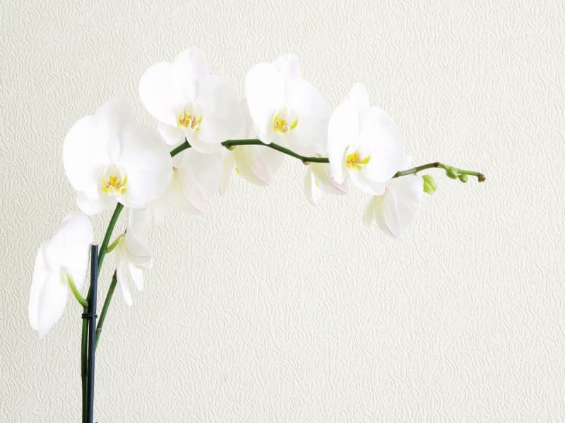 Fototapeta Kaskadierende Orchideen