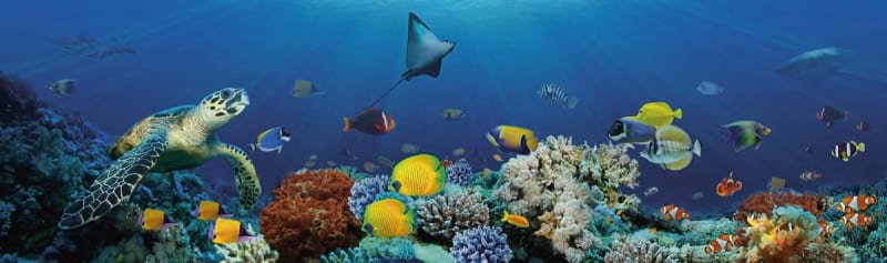 Fototapeta Fische und Korallen